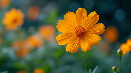 orange cosmos flowers grow beautifully and thrive in the garden