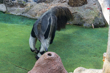 An anteater (Myrmecophaga tridactyla) in a zoo of Tenerife (Spain)