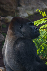 Western lowland gorilla (Gorilla gorilla gorilla) in a zoo of Tenerife (Spain)