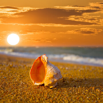 closeup marine shell  on sandy sea beach at the sunset