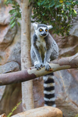 Ring tailed lemur (Lemur catta) in a zoo of Tenerife (Spain)