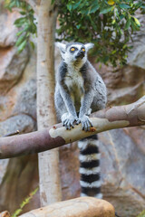 Ring tailed lemur (Lemur catta) in a zoo of Tenerife (Spain)