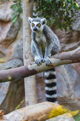 Ring tailed lemur (Lemur catta) in a zoo of Tenerife (Spain)