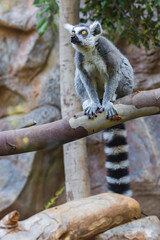 Ring tailed lemur (Lemur catta) in a zoo of Tenerife (Spain)