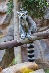 Ring tailed lemur (Lemur catta) in a zoo of Tenerife (Spain)