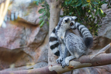 Ring tailed lemur (Lemur catta) in a zoo of Tenerife (Spain)