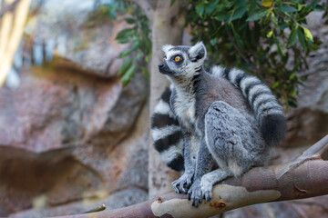 Ring tailed lemur (Lemur catta) in a zoo of Tenerife (Spain) © julen