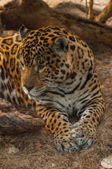 A jaguar (Panthera onca) in a zoo of Tenerife (Spain)