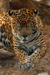 A jaguar (Panthera onca) in a zoo of Tenerife (Spain)