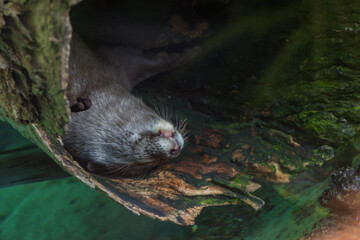 Small meerkat (Suricata suricatta) in a zoo of Tenerife (Spain)