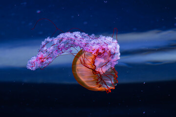 Colorful jellyfish in a zoo of Tenerife (Spain) - obrazy, fototapety, plakaty
