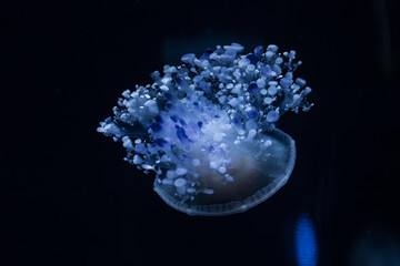 Colorful jellyfish in a zoo of Tenerife (Spain) © julen