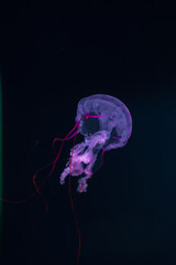 Colorful jellyfish in a zoo of Tenerife (Spain)