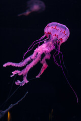 Colorful jellyfish in a zoo of Tenerife (Spain)