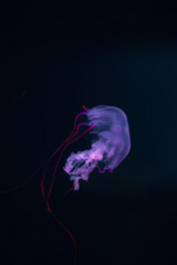Colorful jellyfish in a zoo of Tenerife (Spain)