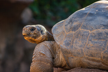 Obraz premium Giant Galapagos tortoise (Chelonoidis nigra) in a zoo of Tenerife (Spain)