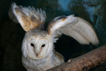 The Barn Owl (Tyto alba).