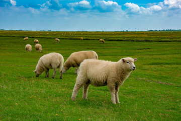 sheep on a green meadow