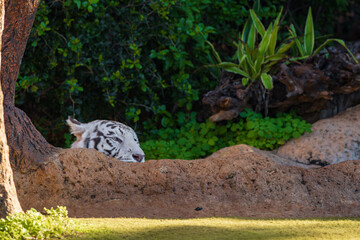 White bengal tiger (Panthera tigris tigris) in a zoo of Tenerife (Spain)