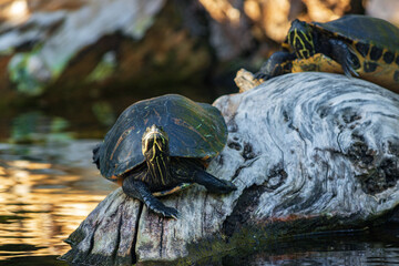 Obraz premium Small water tortoise in a zoo of Tenerife (Spain)