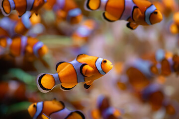 Fototapeta na wymiar Clown anemone fish in Tenerife (Spain)