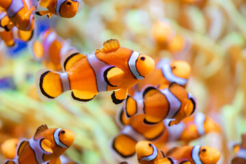 Clown anemone fish in Tenerife (Spain) - obrazy, fototapety, plakaty