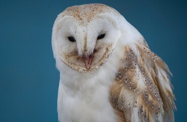 The Barn Owl (Tyto alba).