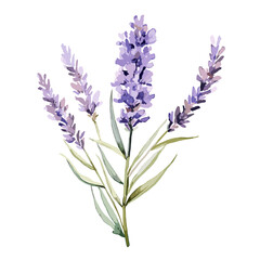 Watercolor and vector illustration of a lavender flower isolated on a white background.