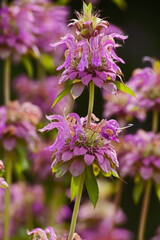 Lemon Beebalm (Monarda citriodora) 9339
