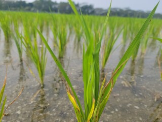 planting on the organic paddy rice farmland