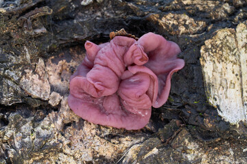 Inedible mushroom Ascocoryne cylichnium on the birch trunk. Bunch of pink wild mushrooms in floodplain forest.