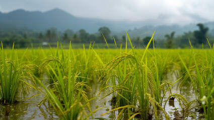 Rice farmers in Southeast Asia adapting to altered rainfall patterns, affecting crop cycles and food security