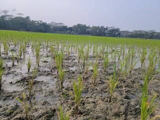 planting on the organic paddy rice farmland