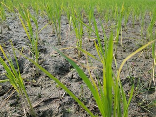 planting on the organic paddy rice farmland