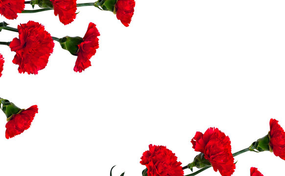 Red flowers carnations ( Dianthus caryophyllus ) on a white background with space for text
