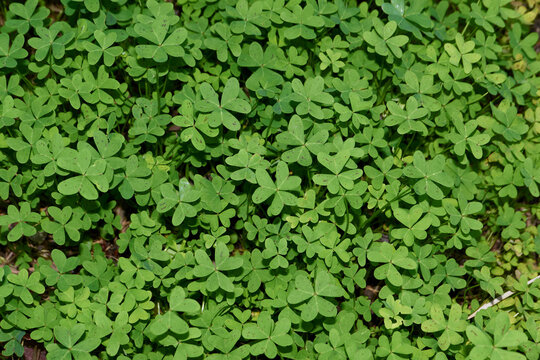 Oxalis per-caprae leaves