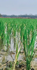 planting on the organic paddy rice farmland