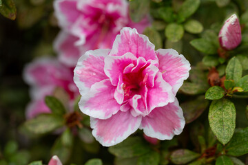 Bright pink Rhododendron hybridum Cheer flowers with leaves in the garden in summer