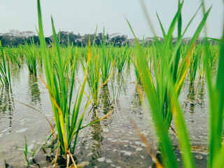 Obraz premium planting on the organic paddy rice farmland