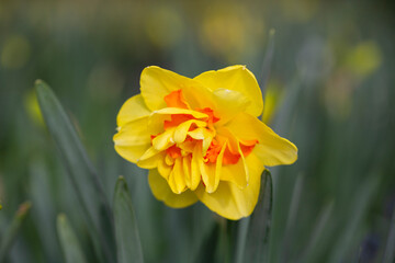 Yellow double narcissus Tahiti blooms in the garden