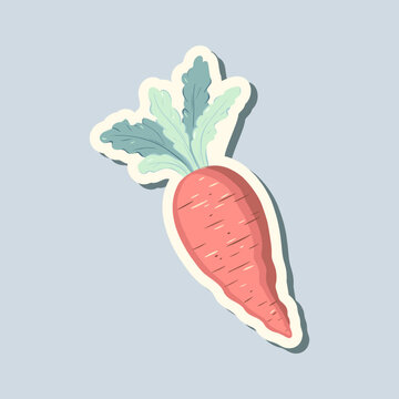 Spring sticker carrot. Hand drawn style. Springtime element. Vector seasonal element.