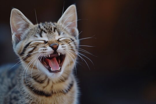 Adorable cat, fur colored beautifully, laughing. Pretty backdrop, spectacularly adorable and cute.