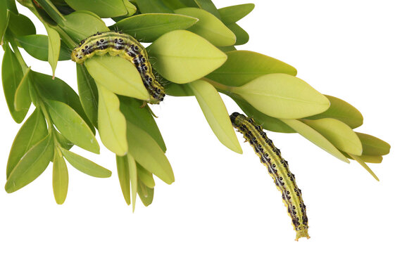 Chenille de la pyrale du buis	