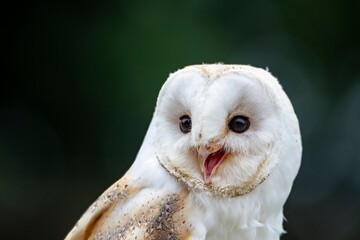 The Barn Owl (Tyto alba).