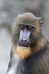 A mandrill (Mandrillus sphinx) portrait