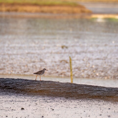 redshank bird on the fal river cornwall uk 