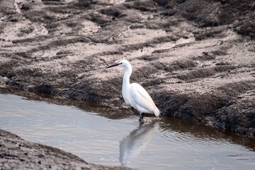 White egret bird on the mud flats of the fal river cornwall uk 