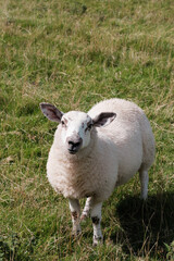 Sheep, Winnats Pass, Peak District 