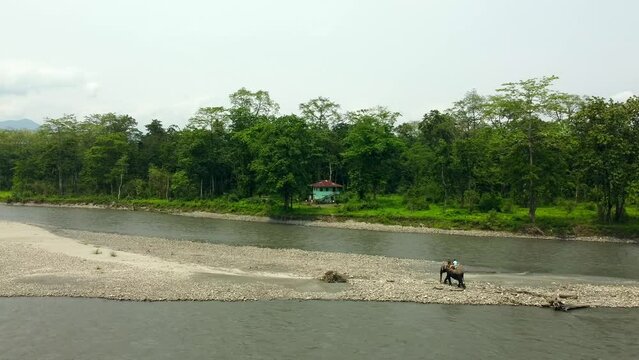 Range forest officer ride elephant in the kameng river  in nameri national park in assam in the eastern himalayan mountains. assam, india