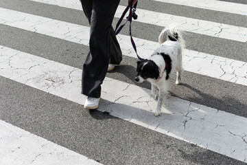 Crossing the road with the dog
